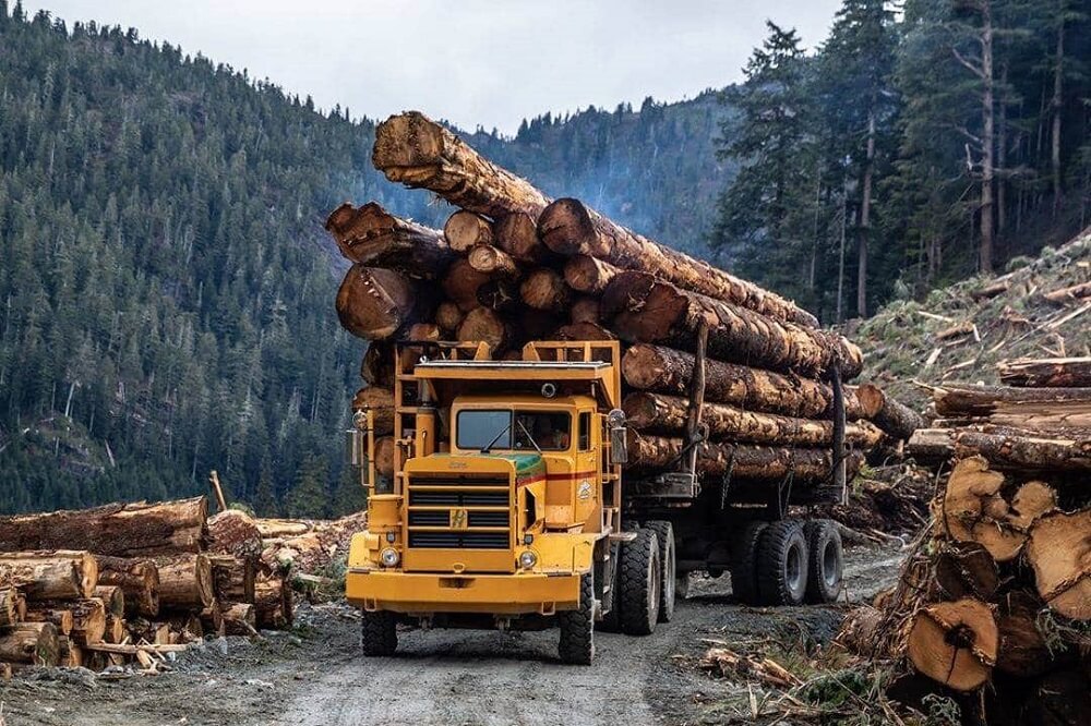 Precipitation hindcasts for shutdown of logging operations